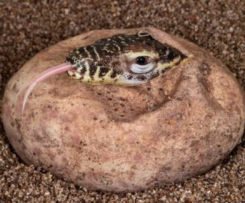 Setelah Seabad Lebih, 6 Bayi Komodo Lahir di Bonbin Bronx AS