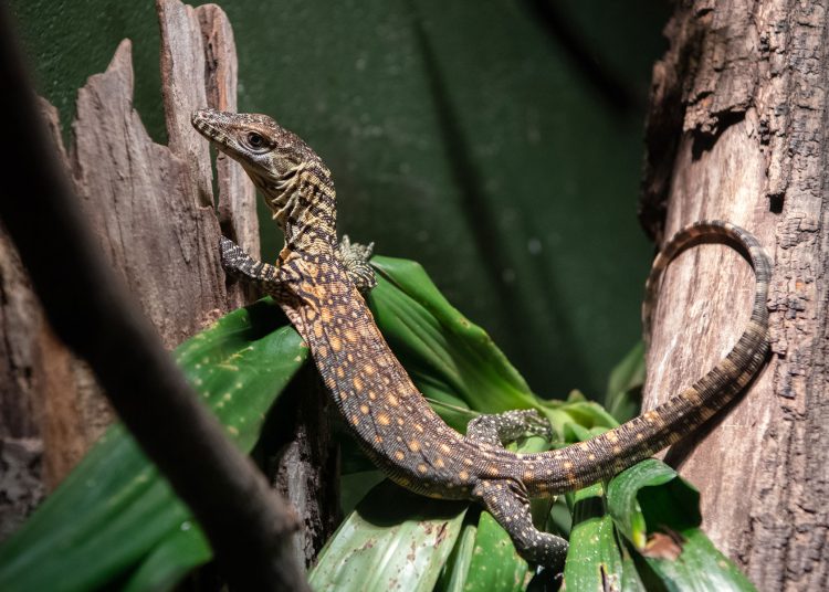 Komodo