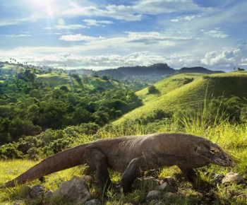 PT Flobamor Dinilai Lebih Buas dari Binatang Komodo Soal Harga Tiket