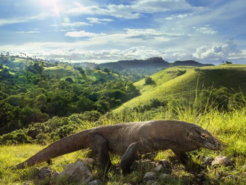 PT Flobamor Dinilai Lebih Buas dari Binatang Komodo Soal Harga Tiket
