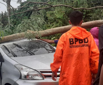 Pohon Tumbang Timpa Satu Unit Minibus, Lalin Jadi Macet
