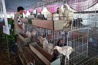 Manuk Kampung