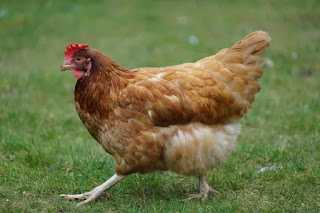 Manuk Kampung