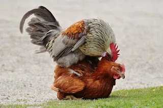 Manuk Kampung