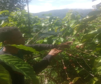 Strategi Usaha Tani Menghadapi Fluktuasi Harga Kopi di Manggarai