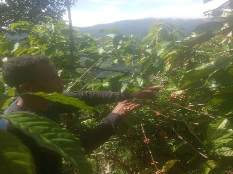Fluktuasi Harga Kopi