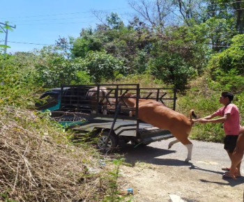 Hery Hour, Kabid Peternakan Pulangkan Puluhan Ekor Sapi Tanpa Dokumen Lengkap ke Ngada