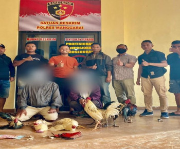 Dua Pelaku Taji Manuk di Manggarai Diamankan Polisi