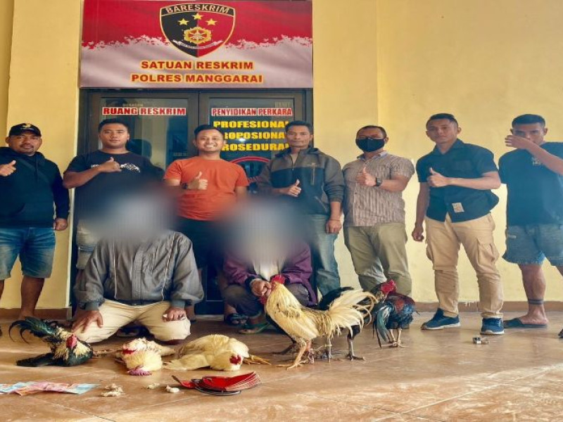 Dua Pelaku Taji Manuk di Manggarai Diamankan Polisi