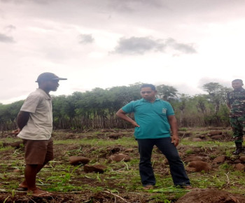 Tanam Jagung Dipanen Sapi, Petani TJPS di Desa Hilihintir Keluhkan Keberadaan Ternak Liar