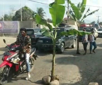 Kesal Tak Kunjung Diperbaiki, Warga Pancur Batu Deli Serdang Tanam Pisang di Jalan