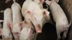 Babi Diciptakan
