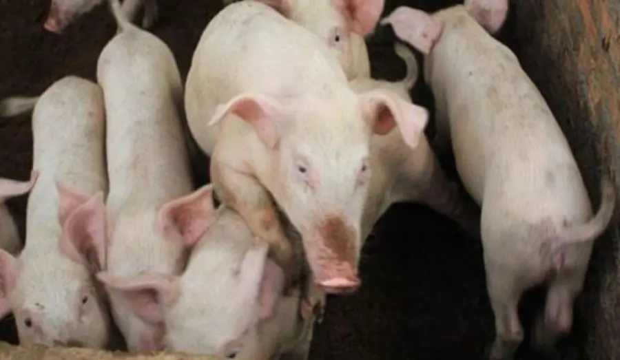 Babi Diciptakan