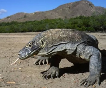 Temuan Arkeolog, Binatang Purba Komodo Sebenarnya Berasal dari Sumba