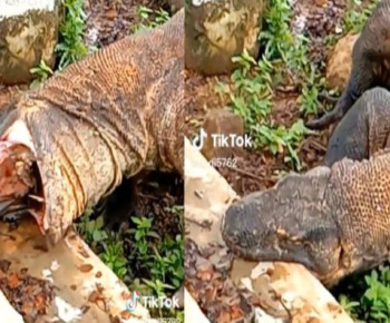 Viral, Komodo Sampai Kelojotan Mulut Terus Nganga Tersangkut Tanduk Mangsa