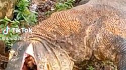 Komodo-Serakah-2