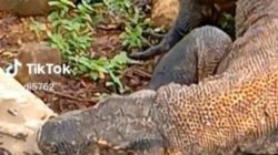 Komodo-Serakah4