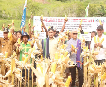 Gubernur VBL Panen Perdana TJPS di Sumba Barat