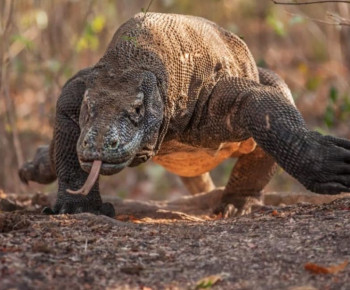 Menyeramkan, Video Komodo Menyerang Rusa yang Sedang Berenang ke Laut