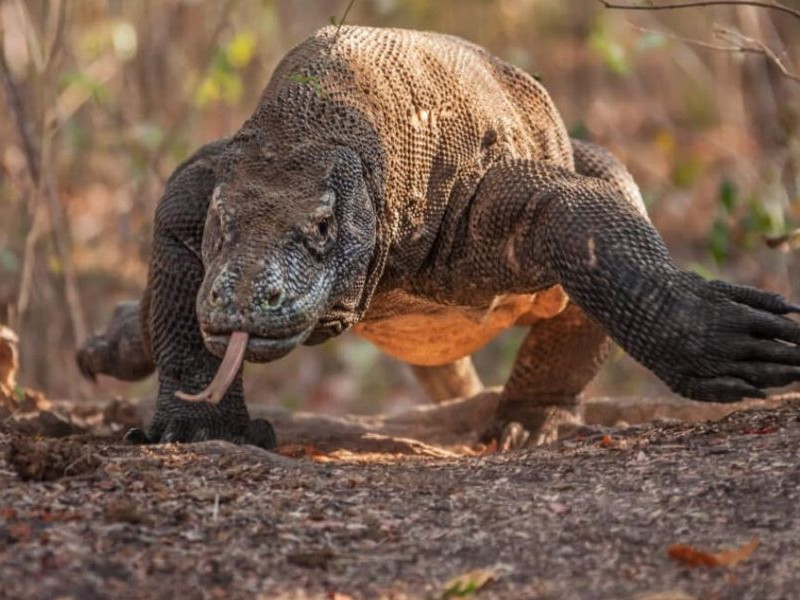 Menyeramkan, Video Komodo Menyerang Rusa yang Sedang Berenang ke Laut