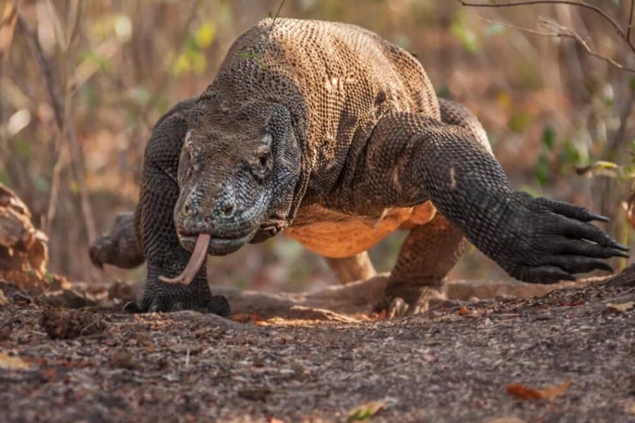 Komodo Menyerang Rusa