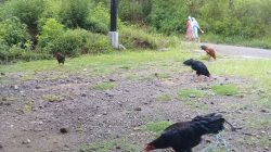Manuk