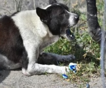 Ancaman Rabies di Manggarai, Tanggung Jawab Siapa?
