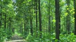 Hutan-Jati-Blora