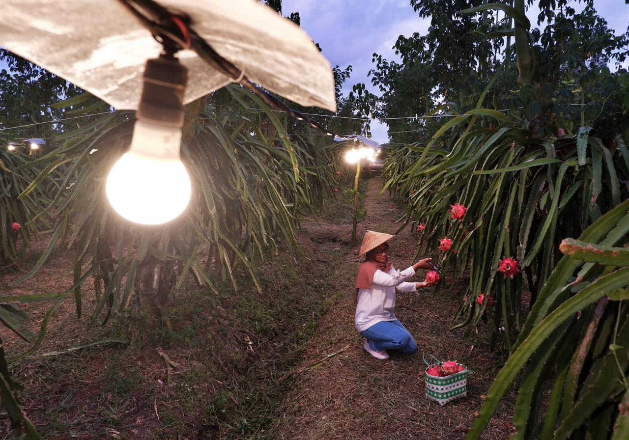electrifying agriculture