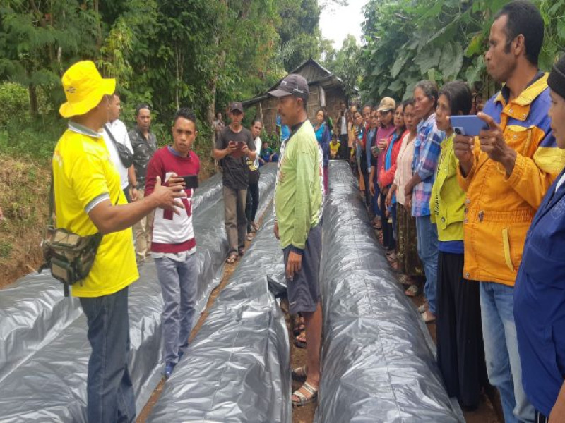 PLN UIP Nusra Gelar Pelatihan Hortikultura untuk 50 Warga di Poco Leok