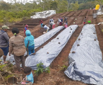 Program Desa Berdaya PLN Sulap Lahan Kosong Jadi Lahan Hortikultura di Poco Leok