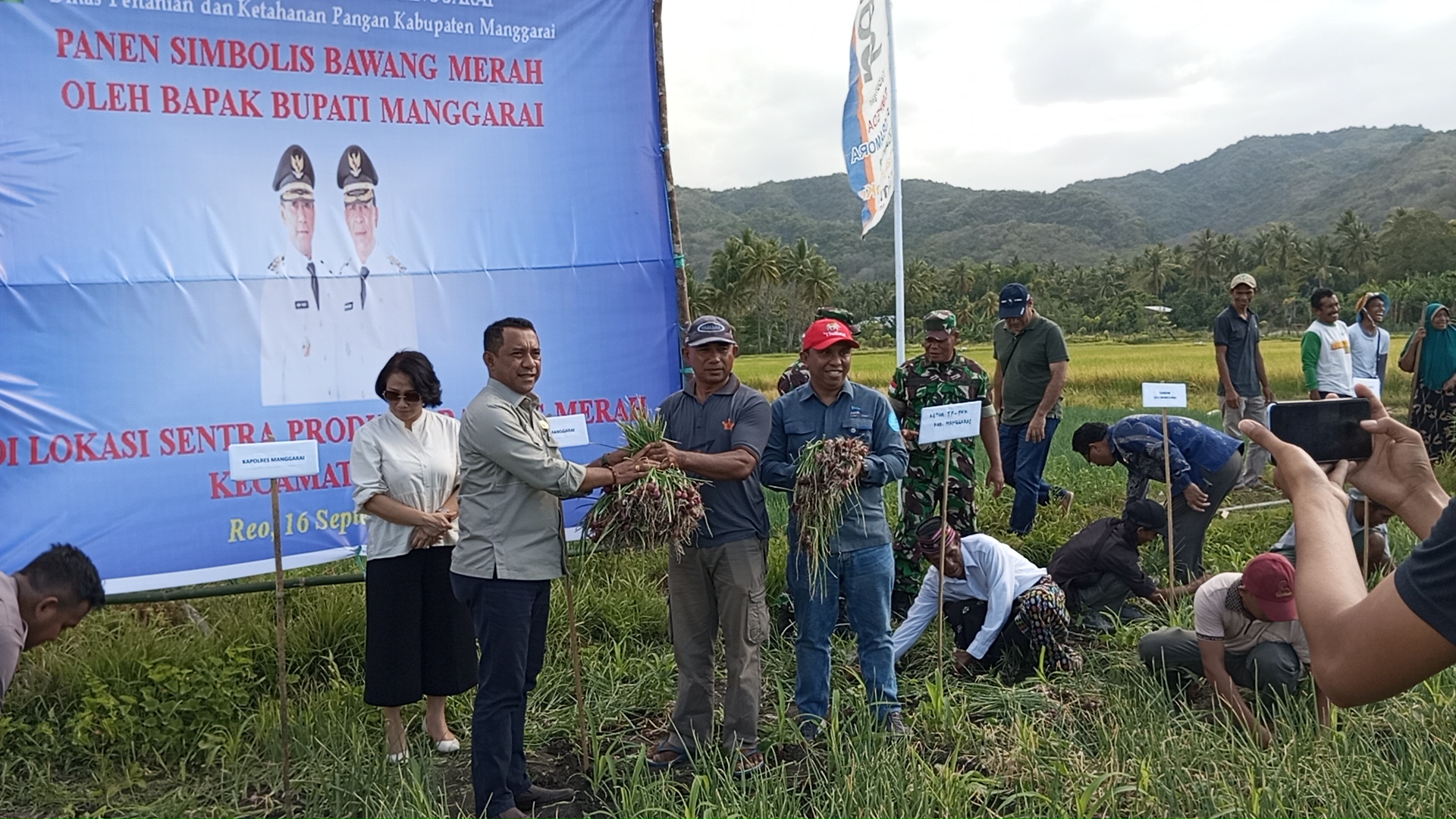 Panen Simbolis Bawang Merah