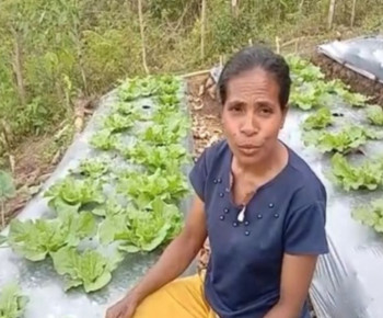 Jelang Panen Perdana, Petani Hortikultura di Poco Leok Sampaikan Terimakasih ke PT PLN