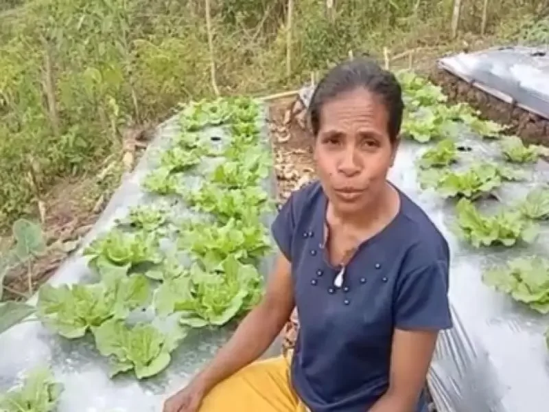Jelang Panen Perdana, Petani Hortikultura di Poco Leok Sampaikan Terimakasih ke PT PLN