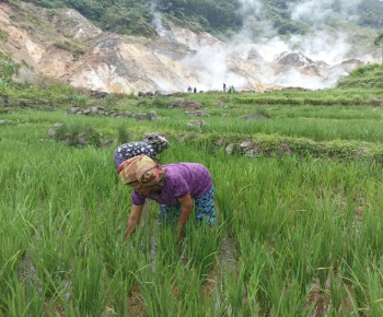 Kisah Margareta Dinut, Tanah Subur Sekitar Kawah Ulumbu