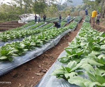 PT PLN Gagas Tanaman Hortikultura, Harapan Baru Pertanian Produktif Bagi Warga Poco Leok