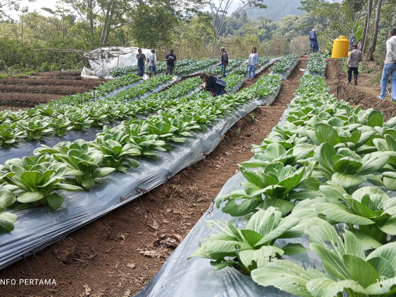 PT PLN Gagas Tanaman Hortikultura, Harapan Baru Pertanian Produktif Bagi Warga Poco Leok