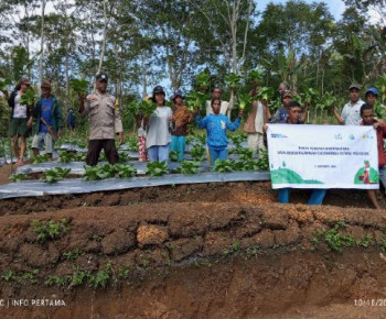 Gelar Panen Perdana Hortikultura KT Banera Poco Leok, Kualitas Sayur Dipuji Pembeli