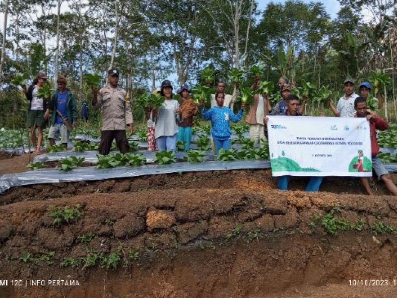 Gelar Panen Perdana Hortikultura KT Banera Poco Leok, Kualitas Sayur Dipuji Pembeli