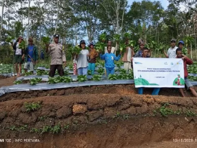 Gelar Panen Perdana Hortikultura KT Banera Poco Leok, Kualitas Sayur Dipuji Pembeli