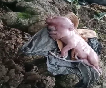 Video Viral Gegerkan Warga, Anakan Babi Mirip Wajah Manusia di Manggarai Barat