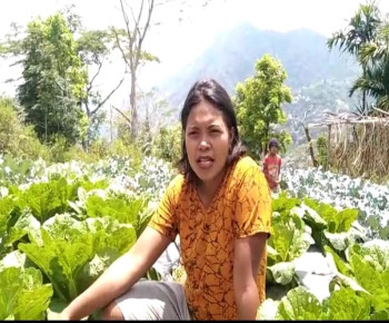 Perkuat Ketahanan Pangan, Kelompok Tani Hortikultura Poco Leok Binaan PLN Raup Keuntungan Jutaan Rupiah