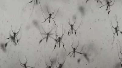 Lokasi Sebar Nyamuk Wolbachia