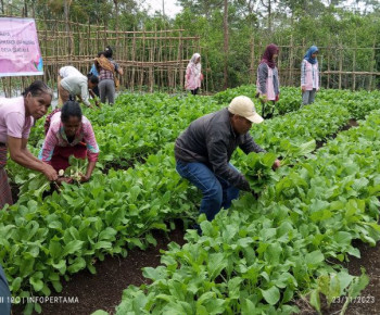 Panen Perdana, Kelompok Tani Hortikultura Poco Leok NTT Binaan PLN Raup Keuntungan Besar
