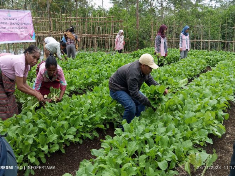 Ikut Panen Raya Hortikultura di Poco Leok, Srikandi PLN Bangga Ikut Andil Bantu Perekonomian Warga