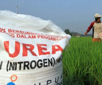 Baru 70 Persen Serapan Pupuk Bersubsidi di Manggarai, Harga Subsidi hingga Lini 4