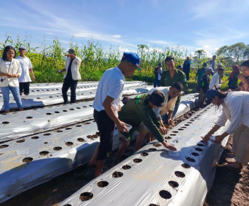Prodi Agronomi Unika St. Paulus Perkenalkan Pola Tanam Tumpang Sari ke Petani Manggarai