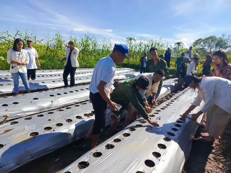 Prodi Agronomi Unika St. Paulus Perkenalkan Pola Tanam Tumpang Sari ke Petani Manggarai