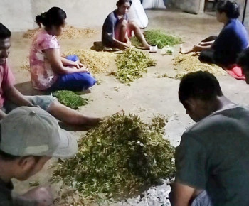 Lahan Dekat PLTP Ulumbu, Produktivitas Petani Cengkeh di Desa Wewo Tetap Optimal