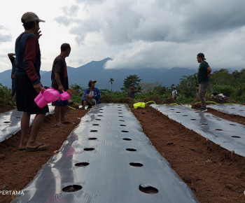 Poktan Harapan Tantong Ulumbu Binaan PT PLN Mulai Gelar Tanam Perdana Hortikultura